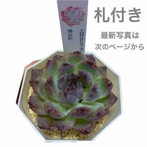 多肉植物■札付き！トロピカルガーデン 紫水晶（発根済）