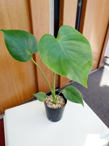  monstera telisio- Sata ue Lee 