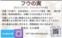 『えび道場』ふうの実(枝付あり) 8個 中・大サイズトゲ込み3cm以上 洗浄・熱湯消毒済み / フウの実 シュリンプ メダカ ビーシュリンプ _画像6