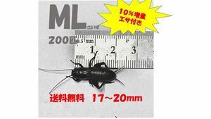 《全国配送》《送料無料》《10％増量》　　　《エサ付き》 ML 17〜20mm 200匹クロコオロギ　イエコオロギ　フタホシコオロギ