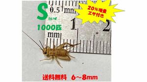 《全国配送》《送料無料》《20％増量》　　　《エサ付き》Ｓ6〜8mm 1000匹イエコオロギ