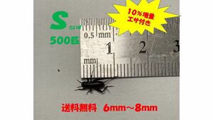 《全国配送》《送料無料》《10％増量》　　　《エサ付き》 Ｓ5〜８mm 500匹クロコオロギ