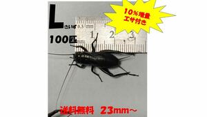 《全国配送》《送料無料》《10％増量》　　　《エサ付き》 Ｌ23〜3mm 100匹クロコオロギ　イエコオロギ　フタホシコオロギ