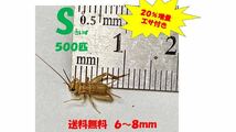 《全国配送》《送料無料》《20％増量》　　　《エサ付き》Ｓ6〜8mm 500匹イエコオロギ　クロコオロギ　フタホシコオロギつ_画像1