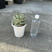 Agave ‘王妃甲蟹錦’ アガベ 王妃兜蟹錦_画像4