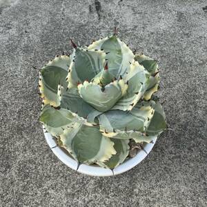 Agave ‘王妃甲蟹錦’ アガベ 王妃兜蟹錦