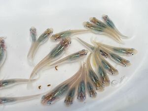 深海メダカ卵20個