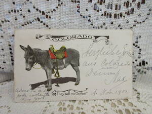 アンティーク　ポストカード　絵葉書　ポニー　ロバ　写真印刷　メッセージ　アメリカ切手1901年
