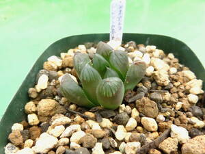 多肉植物　ハオルチア　ドドソン紫OB-１×オブスタ