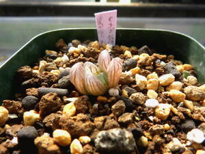 多肉植物　ハオルチア　紫宝玉×オブツーサ錦黄色斑　２３４