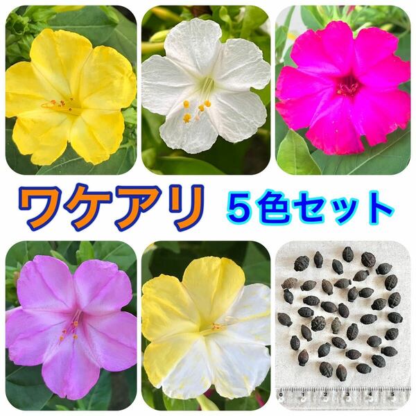【ワケアリ】オシロイバナの種(5色セット)　30粒　花の種