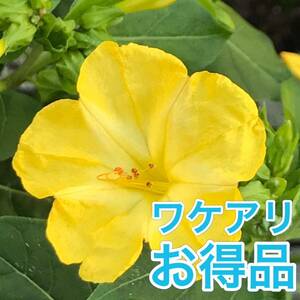 【ワケアリ】オシロイバナの種(黄) 30粒　　　　　花の種