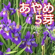 あやめ 苗 5芽 草花 山野草 紫色 多年草 ☆植え替え時☆送料込♪_画像1