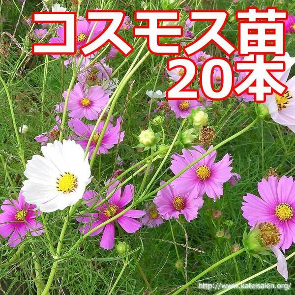 ■コスモス苗20本程度フラワー花☆追加OK☆送料込♪