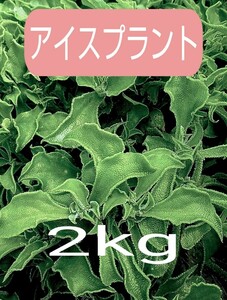 希少野菜 アイスプラント 2kg 農家直送 無化成肥料栽培 アイスプラント 栽培期間中無農薬 常温発送 送料込み