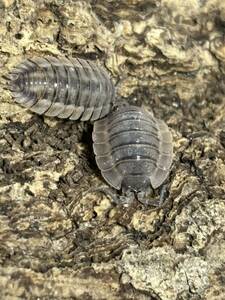 カロスサルデーニャ　亜成体　〜　成体　20匹　ワラジムシ　ダンゴムシ