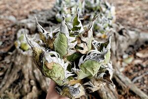 アガべ　選抜オアハカオテロイ　現地株　チタノタ　agave oteroi