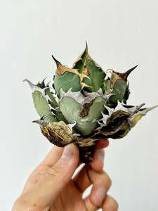 アガベ　手乗り　オアハカオテロイ　ボール型　agave oteroi