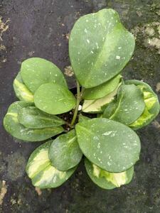 Hoya obovata variegata `suplash’ ホヤ　オボバタ　バリエガータ　スプラッシュ