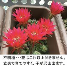 花サボテン３種の苗「かき仔」　丈夫で育てやすく花付きが良い　寄せ植えにしてもかわいい_画像4