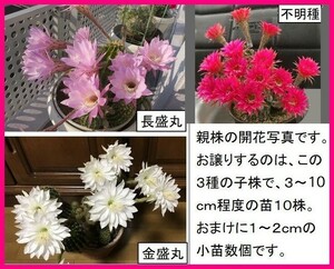 花サボテン３種の苗　「かき仔」　抜き苗　丈夫で育てやすく花付きが良い　寄せ植えにしても可愛い