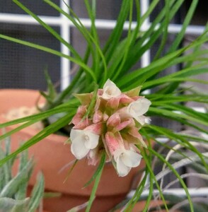 Tillandsia globosa var. alba ティランジア グロボーサ アルバ