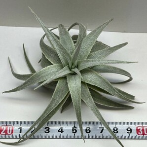 Tillandsia gardneri var. rupicola 'Compacta' ティランジア ガルドネリ ルピコラ コンパクタの画像5