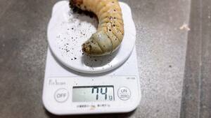【MaShiRo】DH.ヘラクレスオオカブト　幼虫♂3匹（74ｇ・71ｇ・46ｇ）