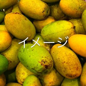 ☆★激ウマ★☆ 土マンゴー 種子 200個 送料込み バラ売り不可