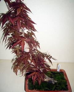 *EE8*momiji bonsai * gardening goods kind, rare oo momiji series, futoshi .. shape * have Akira ....* total length 55.