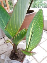 カンナ　ベンガルタイガー　苗　球根　カラーリーフ　夏の花　夏の植物　春植え　宿根　_画像2