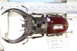 [ insect .] Nara oo collection ..* special individual *linoke Roth 82.( general body type if 87. degree )* stag beetle insect specimen 