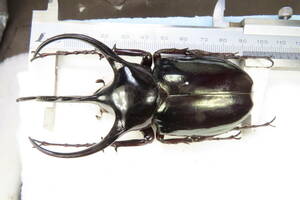 [ insect .] special individual * large . curve Java ko-ka suspension 93.* rhinoceros beetle ko-ka suspension oo Kabuto stag beetle insect specimen 