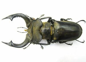 [ specimen ] double extra-large Nobili s Miyama stag beetle ( Vietnam north part YenBai)*70.0 millimeter 