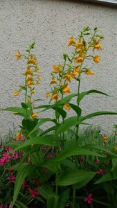 カキラン　3芽 　　山野草