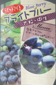 即決878円♪ラビットアイ系ブルーベリー◇ブライトブルー◇