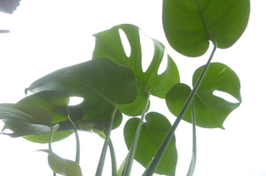 05060 700 jpy beginning!. leaf * monstera *