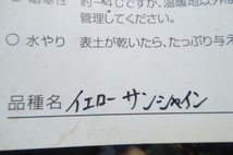 値下げ 即決3200円♪柑橘系果樹苗フィンガーライム・イエローサンシャイン_画像3