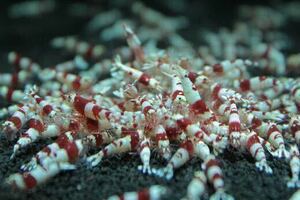 .... Red Bee Shrimp 30 pcs 