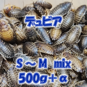 デュビア S～M mix(約1.5～3.0cm前後) 500g＋補償分10％ 