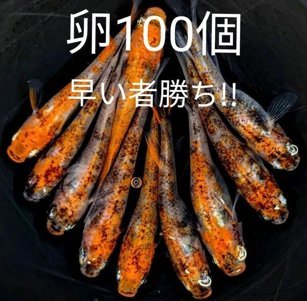 三色透明鱗 有精卵 100個 オリジナル個体 めだか ラメ卵 高級メダカ