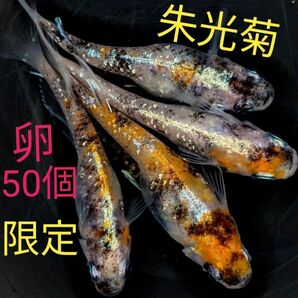 極上 朱光菊 体外光 有精卵 50個＋α 三色 体外光 めだか 卵 高級メダカ