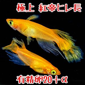 極上 紅帝ヒレ長 有精卵20個＋α めだか ヒレ長 鰭長 ラメ 卵 高級メダカ