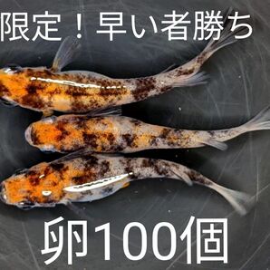 極上 墨三色 有精卵 100個＋α オリジナル個体 三色 めだか 卵 高級メダカ 錦鯉 鯉のような柄 