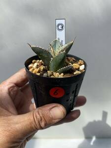 Agave oteroi アガベ　オテロイ　実生　6