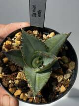 Agave oteroi アガベ　オテロイ　実生　7_画像2