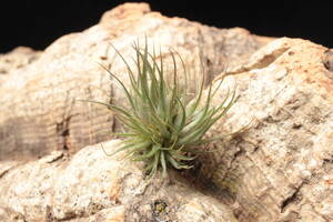 Tillandsia kautskyi 変異個体　ティランジア　ブロメリア