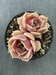 [ succulent plant ] many meat Anne life name the first plum ( is ...)②