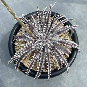 Dyckia Samurai x Diamond Praw ディッキア の画像1