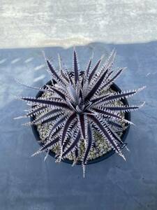 Dyckia Vega x Tarantula ディッキア 1点もの